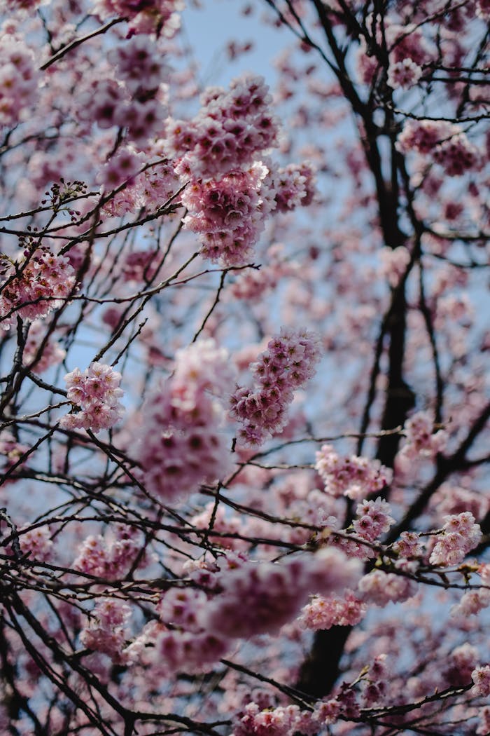 Vibrant pink cherry blossoms bloom in Tokyo, symbolizing spring's arrival.